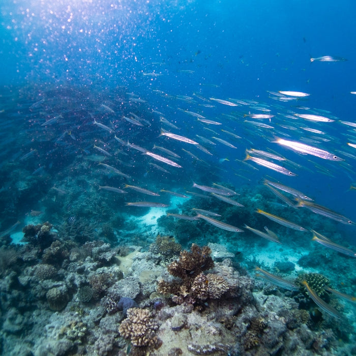 a coral reef under water